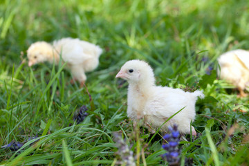 small chicks on grass