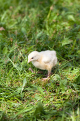 small chicks on grass