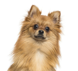 Obraz premium Close-up of a German Spitz, 1 year old, isolated on white