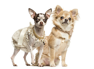 Two dressed-up Chihuahuas sitting and standing