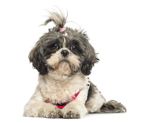 Front view of a Shih Tzu lying, looking at the camera