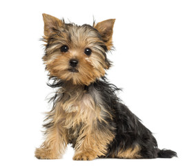 Side view of a Yorkshire Terrier puppy sitting, 3 months old