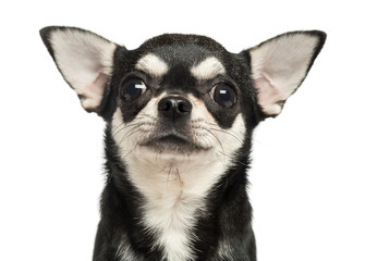 Close-up of a Chihuahua, 7 months old, isolated on white