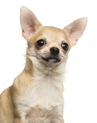 Close-up of a Chihuahua, 10 months old, isolated on white