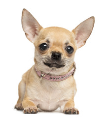 Chihuahua lying, looking at the camera, 10 months old, isolated