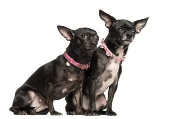 Two Chihuahuas sitting, wearing fancy collar