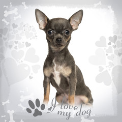 Sitting Chihuahua puppy on fancy background