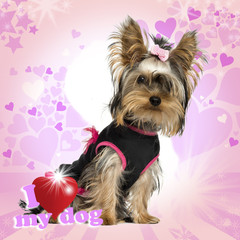 Dressed-up Yorkshire Terrier puppy on designed background