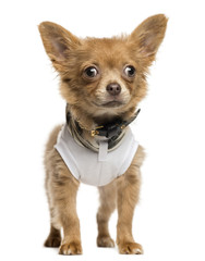 Dressed up Chihuahua puppy standing, 4 months old, isolated