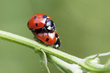 Fototapeta premium coccinelle procréation
