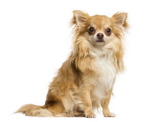 Chihuahua sitting, facing, 18 months old, isolated on white
