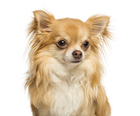 Close-up of a Chihuahua, 18 months old, isolated on white
