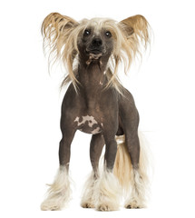 Chinese Crested Dog, standing, 3 years old, isolated on white