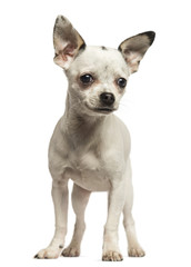 Chihuahua puppy standing, 5 months old, isolated on white