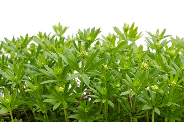 Fototapeta premium Waldmeister