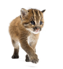 Asian golden cat walking, Pardofelis temminckii, 4 weeks old