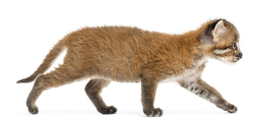 Side view of an Asian golden cat walking, Pardofelis temminckii