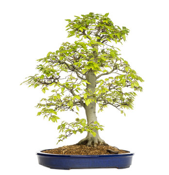 Beech bonsai tree, fagus sylvatica, isolated on white