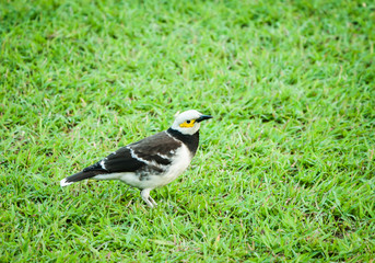 Bird standing on green grassy field