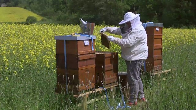 Bienen & Imker / bees & beekeeper