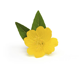 Yellow flower  isolated on white background.