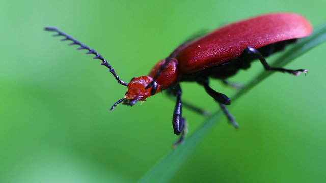 Rotk&ouml;pfige Feuerk&auml;fer - Pyrochroa serraticornis