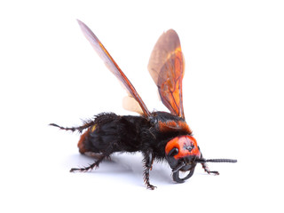 Mammoth wasp (Megascolia maculata) isolated on white