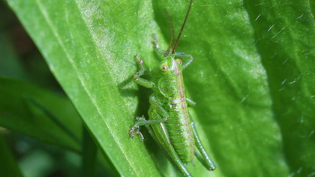 Punktierte Zartschrecke - Leptophyes punctatissima