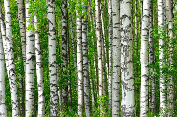 Trees in the birch wood