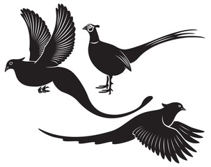 bird pheasant - obrazy, fototapety, plakaty