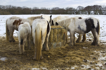 Ponies feeding in snow covered field.