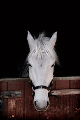 Grey pony 13 years old, standing against black background inside