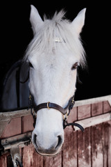 Portret of grey pony 13 years old