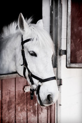 Grey pony 13 years old,  inside a stable