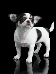 Chihuahua puppy poses on black background