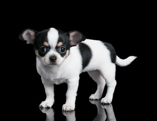 Small Chihuahua puppy stands on black background