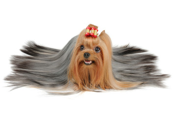 Long coated Yorkshire Terrier with silver hair