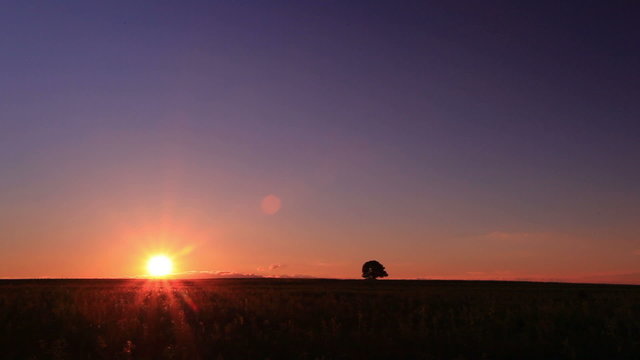 Sunset    in field with  lonely  tree. Timelapse