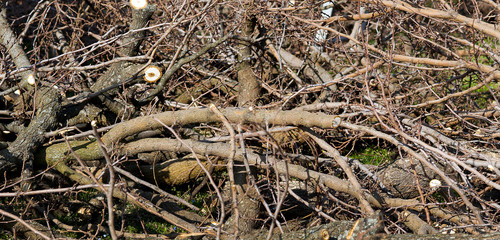 Cutting of the forest