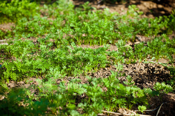 Parsley seedlings