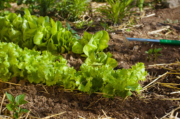 Salad growing in mulch with gardening tools