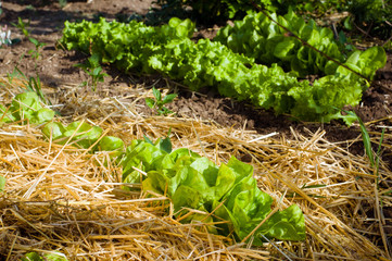 Salad growing in mulch