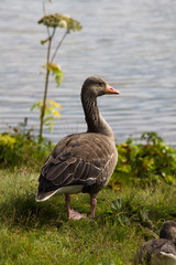 Single duck