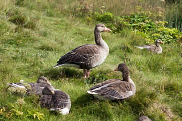 Family ducks