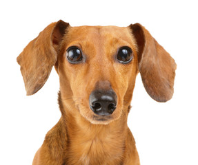 Dachshund dog portrait