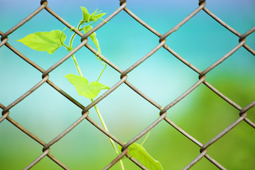 Fototapeta premium Chain link fence with fresh plant