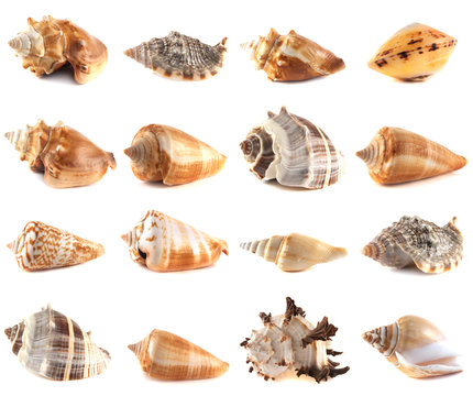 Seashell collection isolated on white background.
