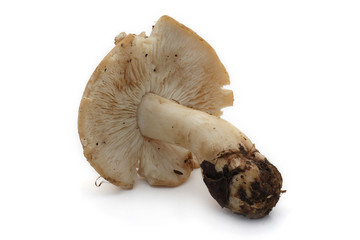 champignon