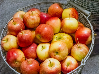 Harvested red and yellow apples in steel basket.