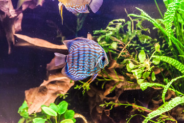 Aquarium with tropical fish of the Symphysodon discus spieces